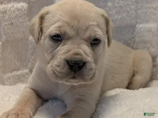 Cane Corso dogs Yellow - Ad 21