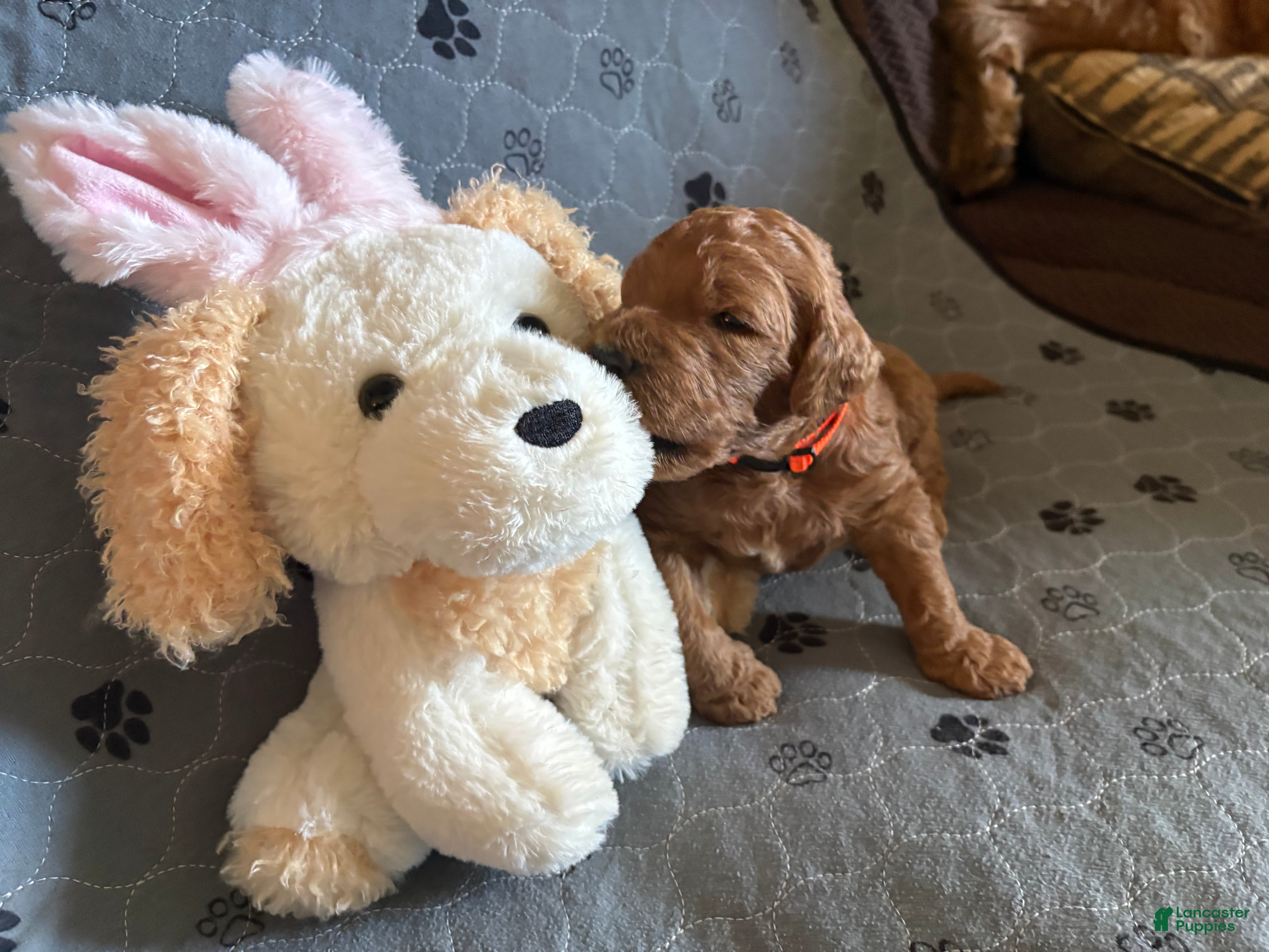 Goldendoodle dogs Olaf - Ad 2