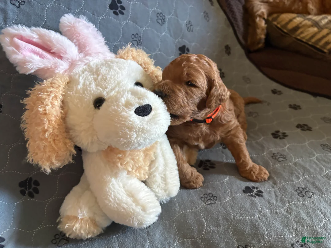 Goldendoodle dogs for sale: Olaf - Ad 2