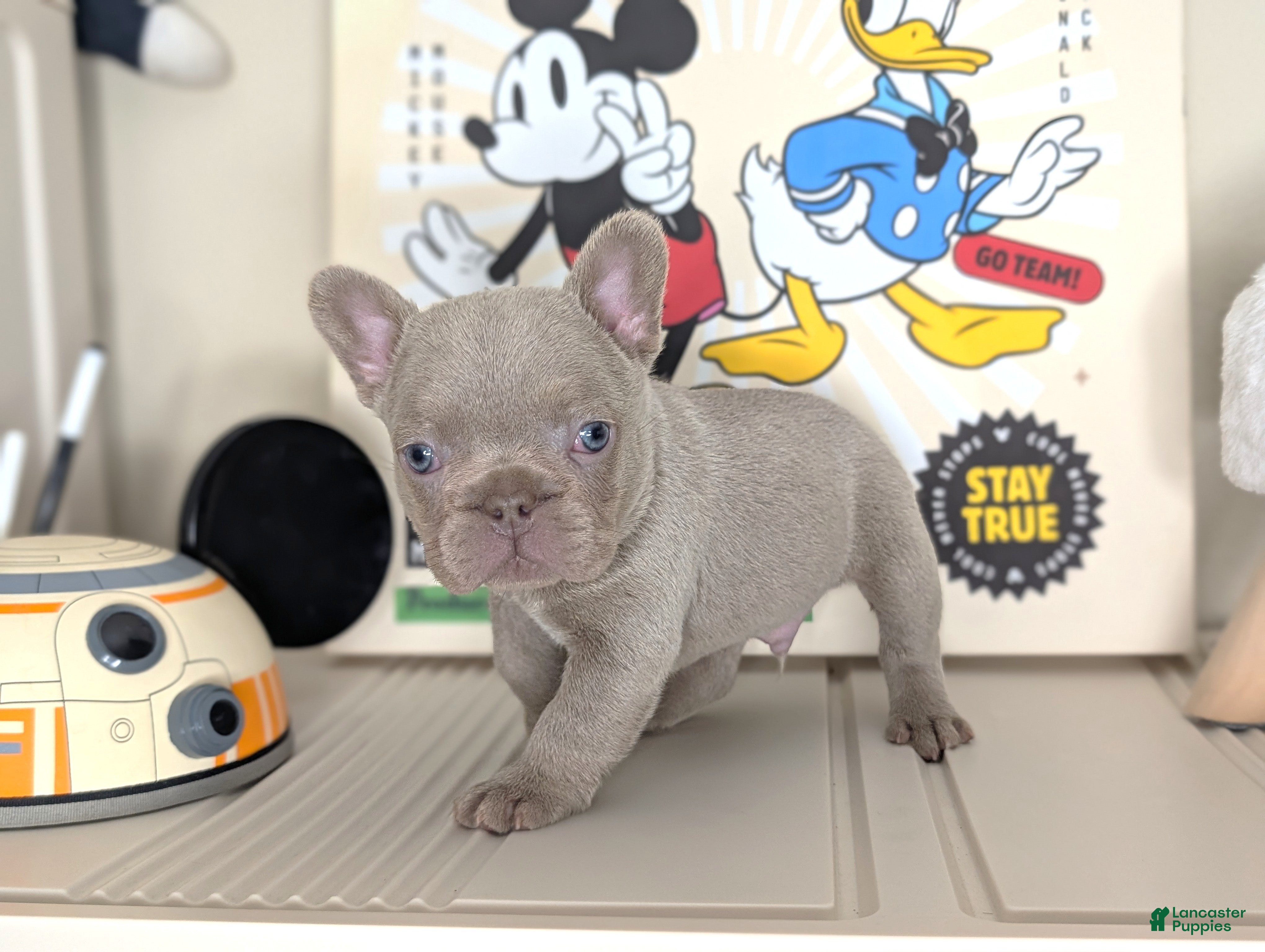 French Bulldog dogs MICKEY - Ad 26
