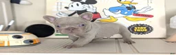 French Bulldog dogs for sale: MICKEY - Ad 1