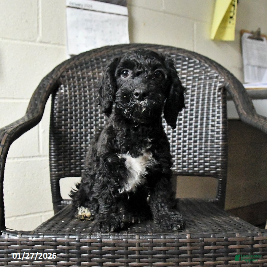 Cockapoo dogs Maggie - Ad 1