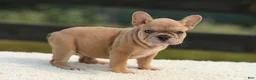 French Bulldog dogs for sale: Ivanka - Ad 5