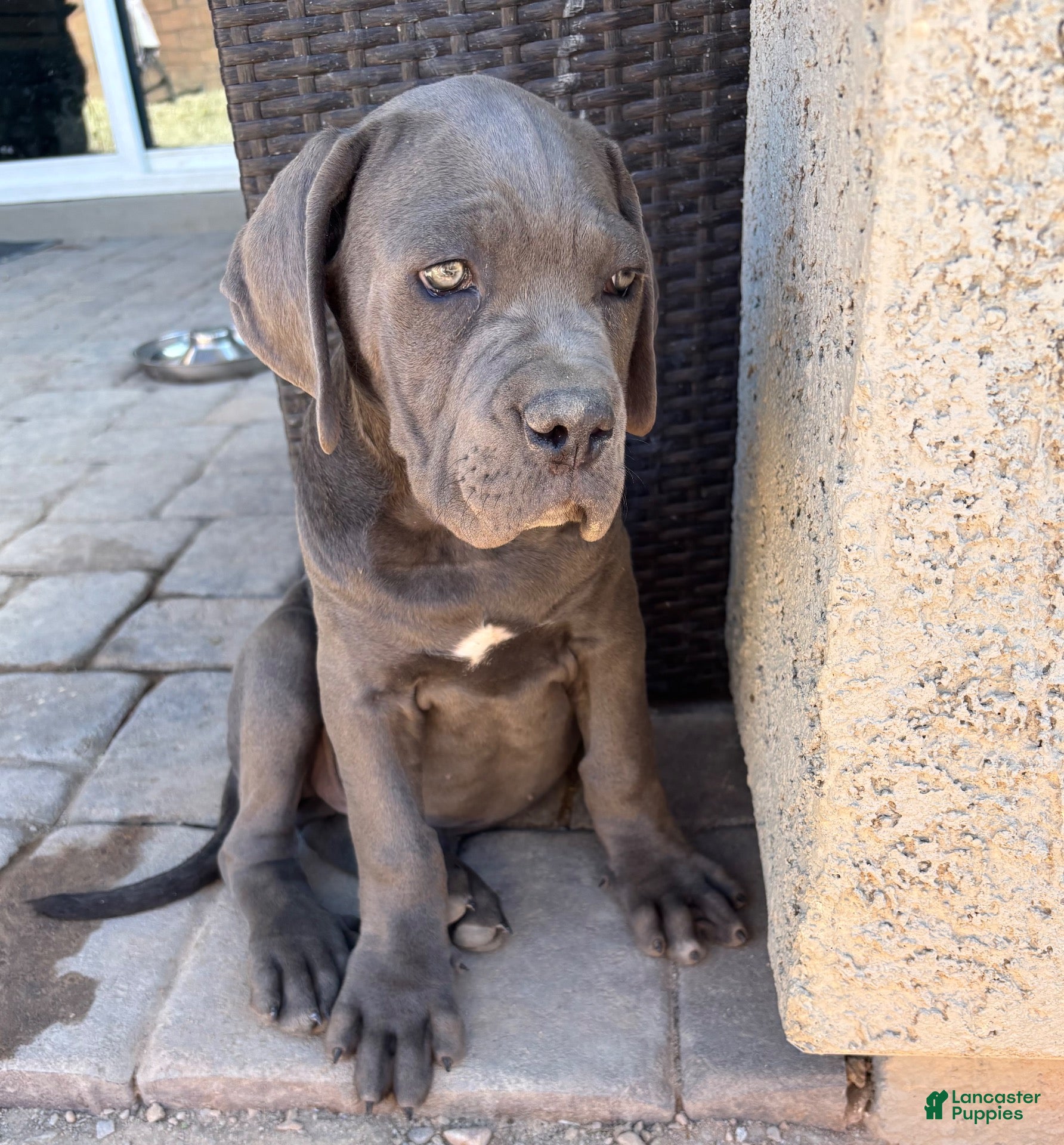 Cane Corso dogs for sale: Cane Corso 2 - Ad 1