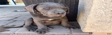 Cane Corso 2