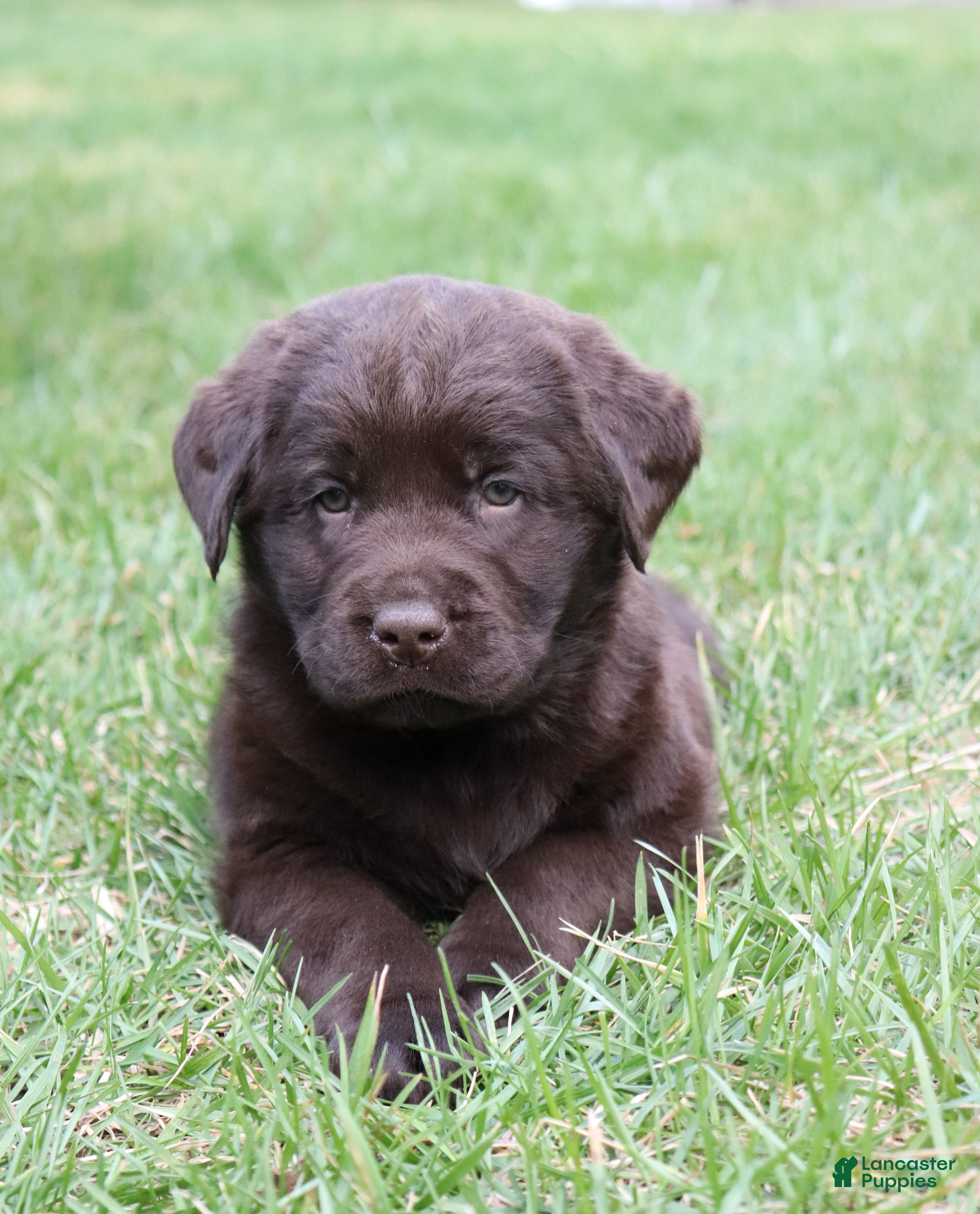 Labrador Retriever dogs Rocky - Ad 1