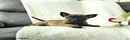 Belgian Malinois dogs for sale: Bandit - Ad 3
