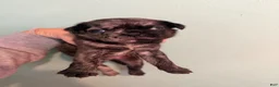 Pug dogs for sale: Pug 4 - Ad 2