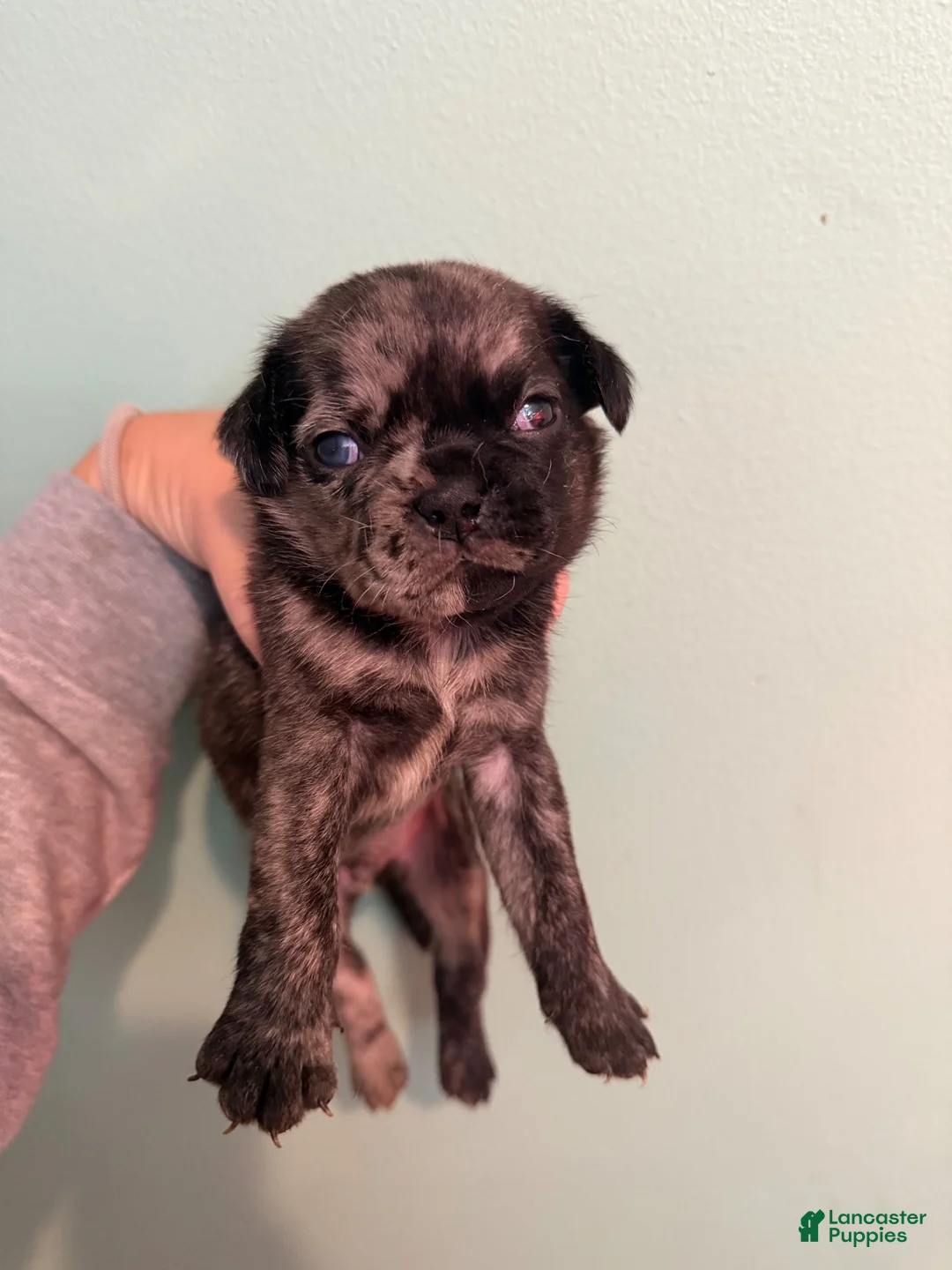 Pug dogs for sale: Pug 4 - Ad 2
