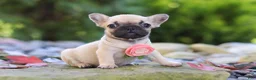 French Bulldog dogs for sale: Brielle - Ad 5