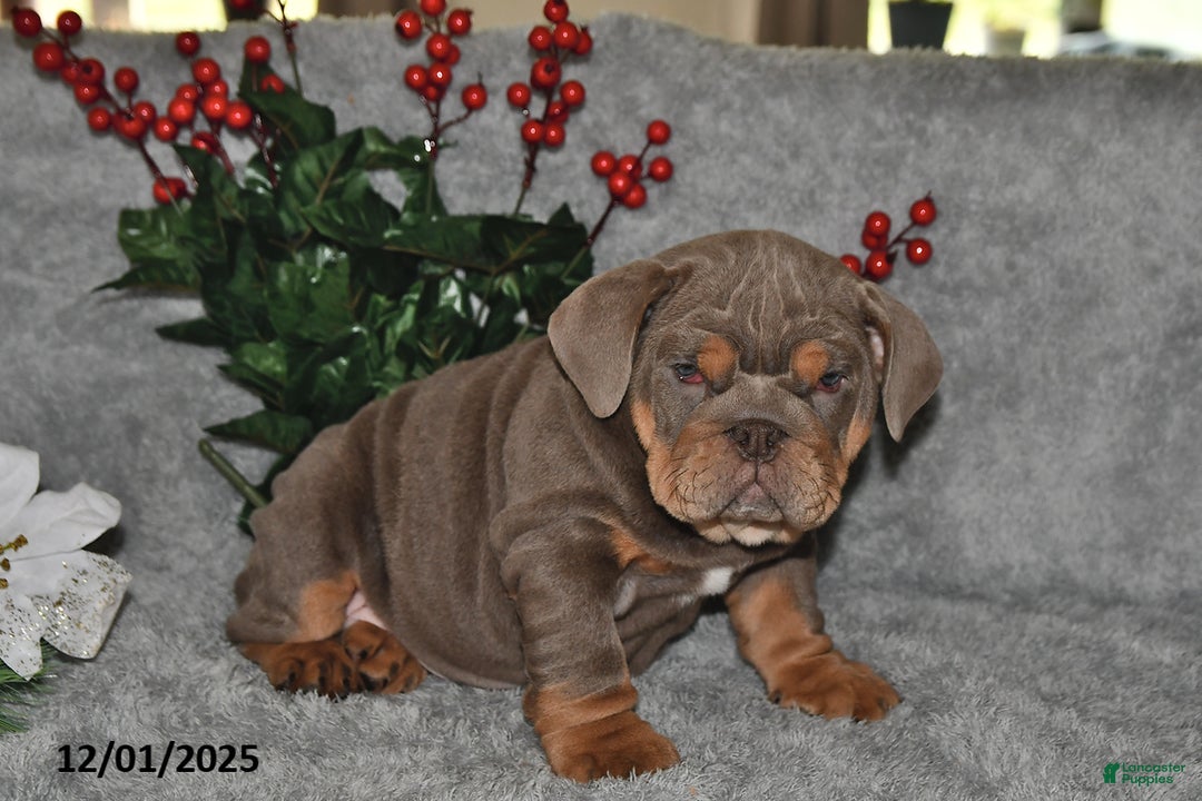 English Bulldog dogs for sale: Debbie - Ad 3