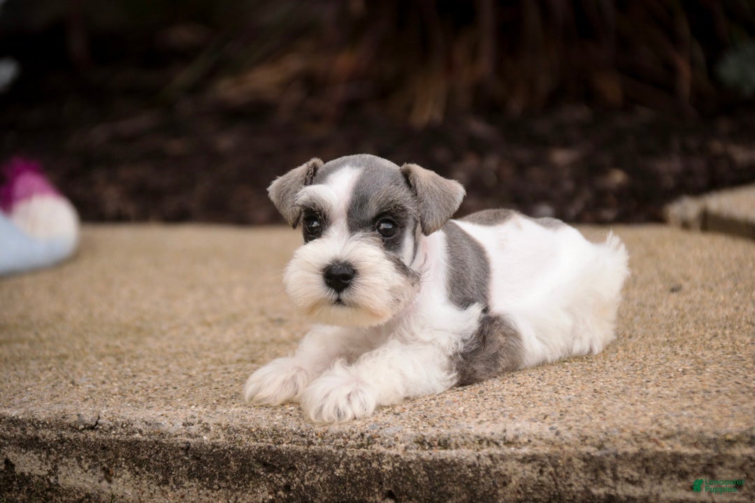 Miniature Schnauzer dogs Magnolia Miniature Schnauzer - Ad 2