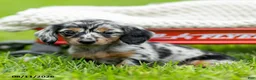 Miniature Dachshund dogs for sale: Beverly - Ad 3