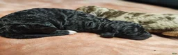 Standard Poodle dogs for sale: Ember - Ad 6