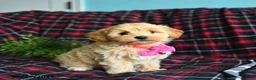 Maltipoo dogs for sale: Lilac - Ad 3