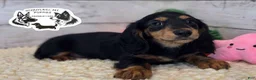 Miniature Dachshund dogs for sale: Mabel - Ad 15