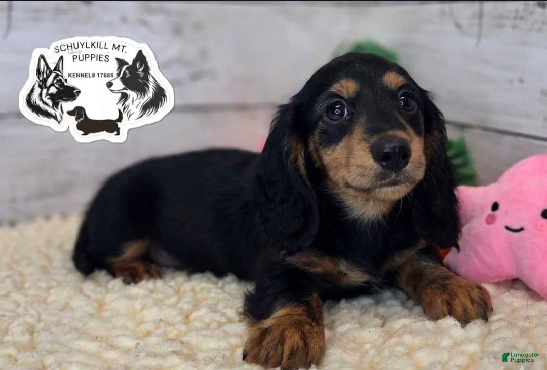 Miniature Dachshund dogs for sale: Mabel - Ad 15