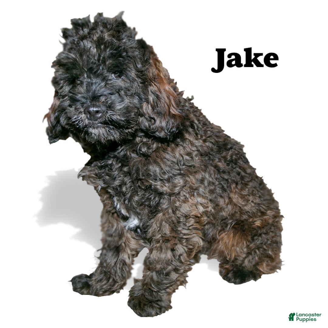 Cockapoo dogs for sale: Jake - Ad 2