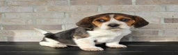 Beagle dogs for sale: Peanut - Ad 2