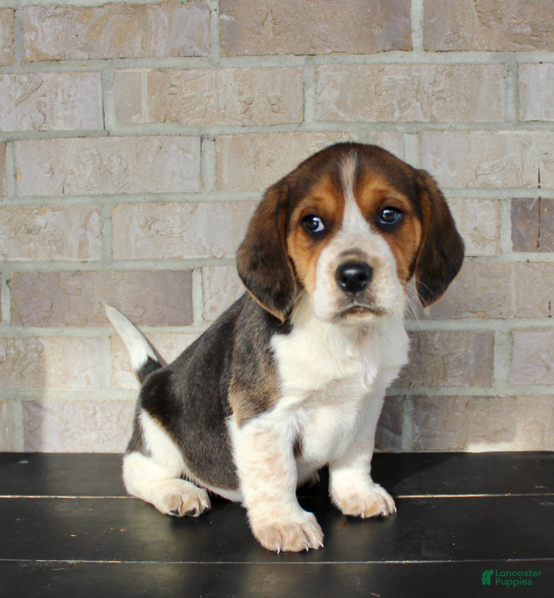 Beagle dogs for sale: Peanut - Ad 2
