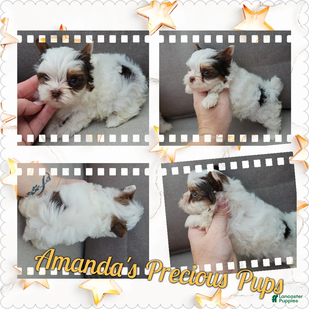 Yorkshire Terrier dogs for sale: Oakley - Ad 1