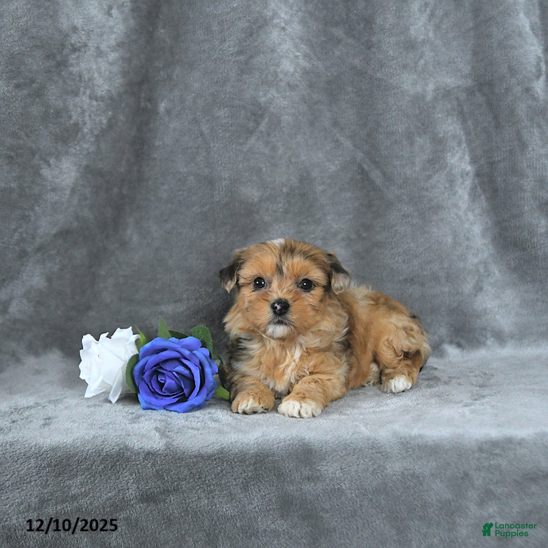 Mixed Breed dogs for sale: Angel EXTRA SMALL - Ad 2