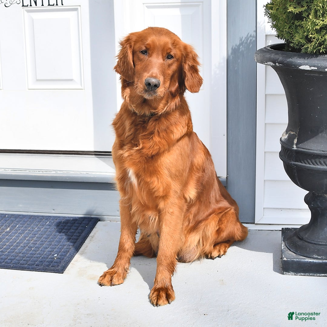 Golden Retriever dogs for sale: Snowflake  - Ad 6