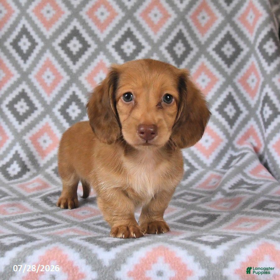 Dachshund dogs Pebbles - Ad 1
