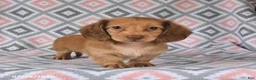Dachshund dogs for sale: Pebbles - Ad 1