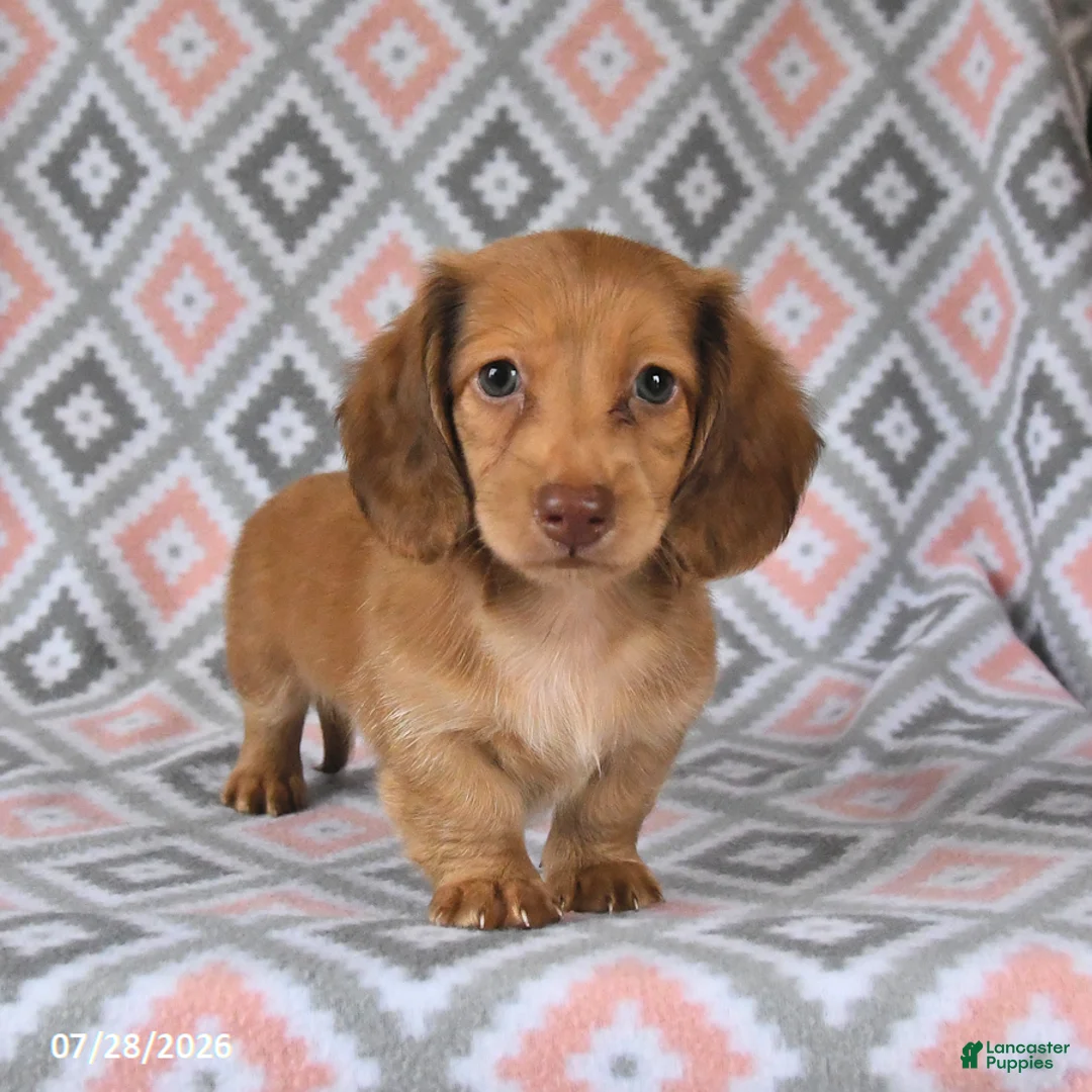 Dachshund dogs for sale: Pebbles - Ad 1
