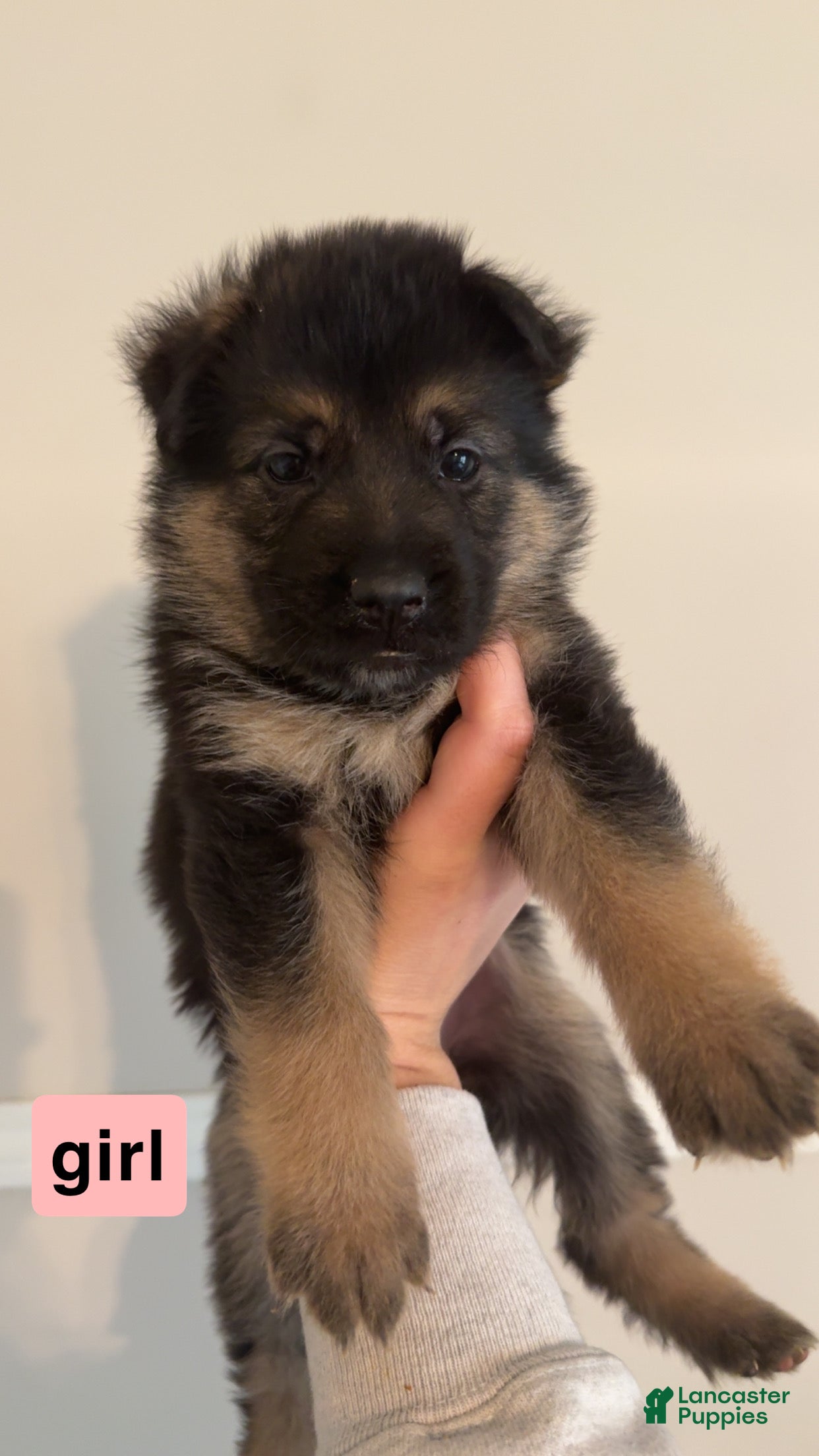 German Shepherd dogs for sale: German Shepherd Puppy 8 - Ad 1