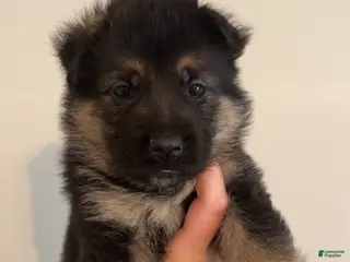 German Shepherd dogs for sale: German Shepherd Puppy 8 - Ad 1