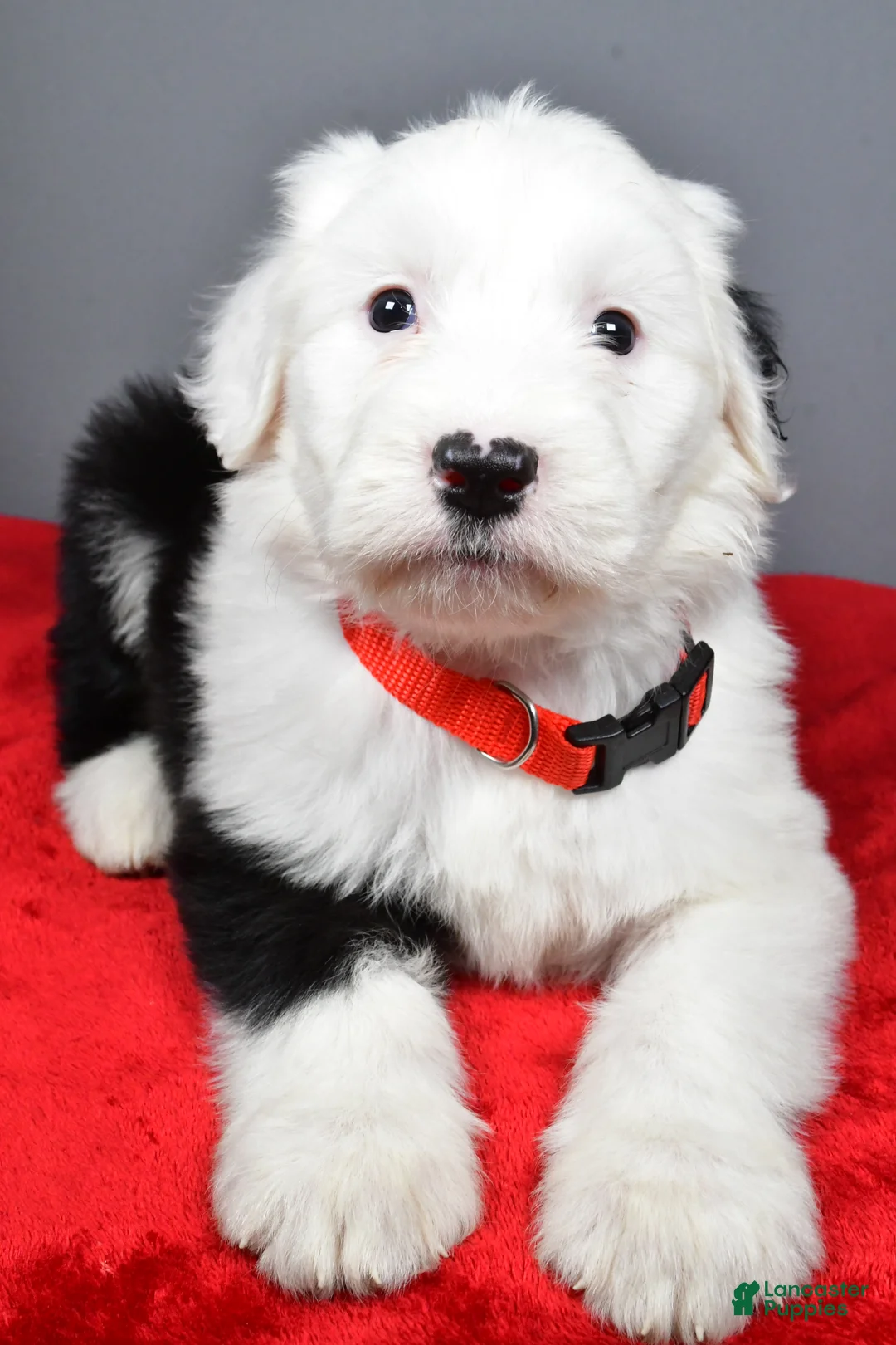 Old English Sheepdog dogs for sale: Ellie - Ad 4