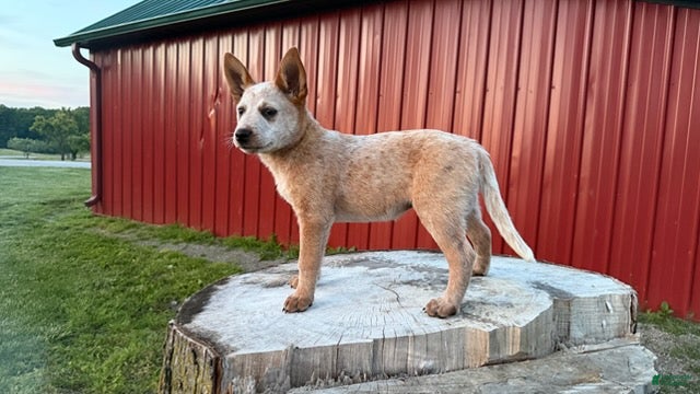 Australian Cattle Dog dogs for sale: Topeka Rose_Female - Ad 2