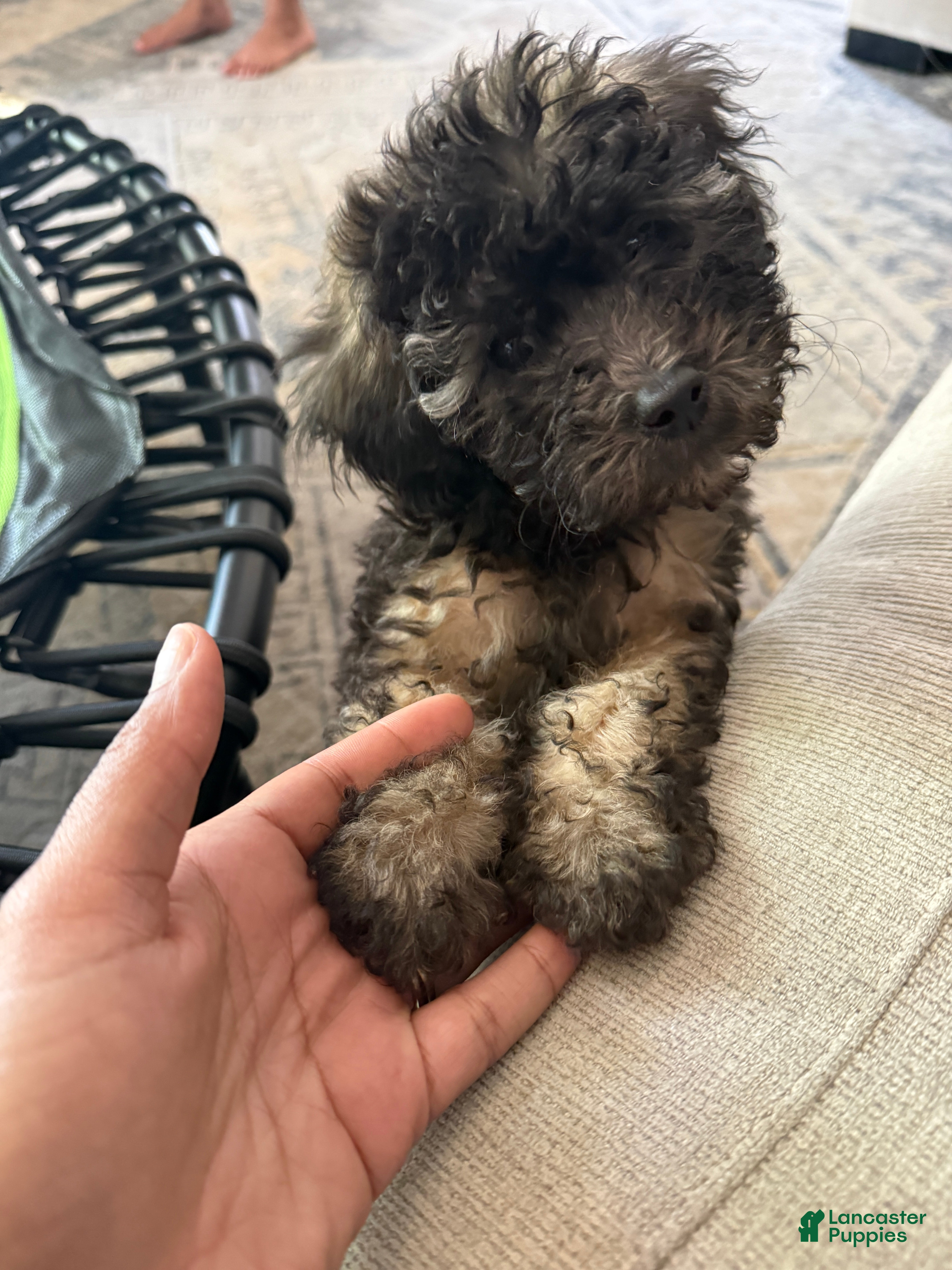 Toy Poodle dogs Toy Poodle Puppy 4 - Ad 19