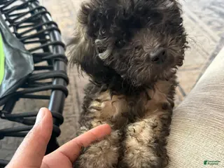 Toy Poodle dogs Toy Poodle Puppy 4 - Ad 19