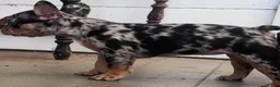 French Bulldog dogs for sale: French Bulldog 4 - Ad 6