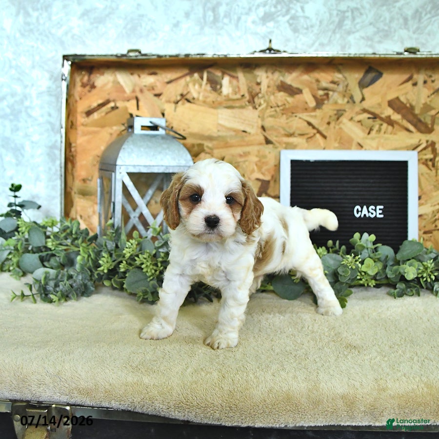 Cavapoo dogs Case  - Ad 2
