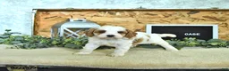 Cavapoo dogs for sale: Case  - Ad 2