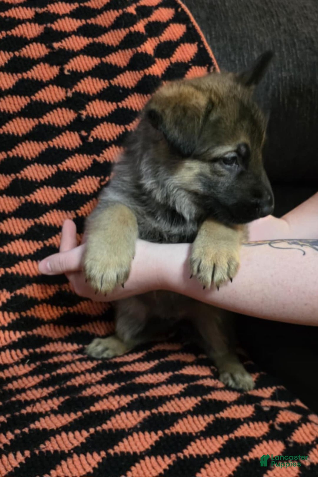 German Shepherd dogs for sale: Jr - Ad 2