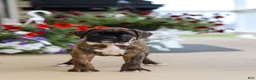 Boxer dogs for sale: Layla - Ad 2