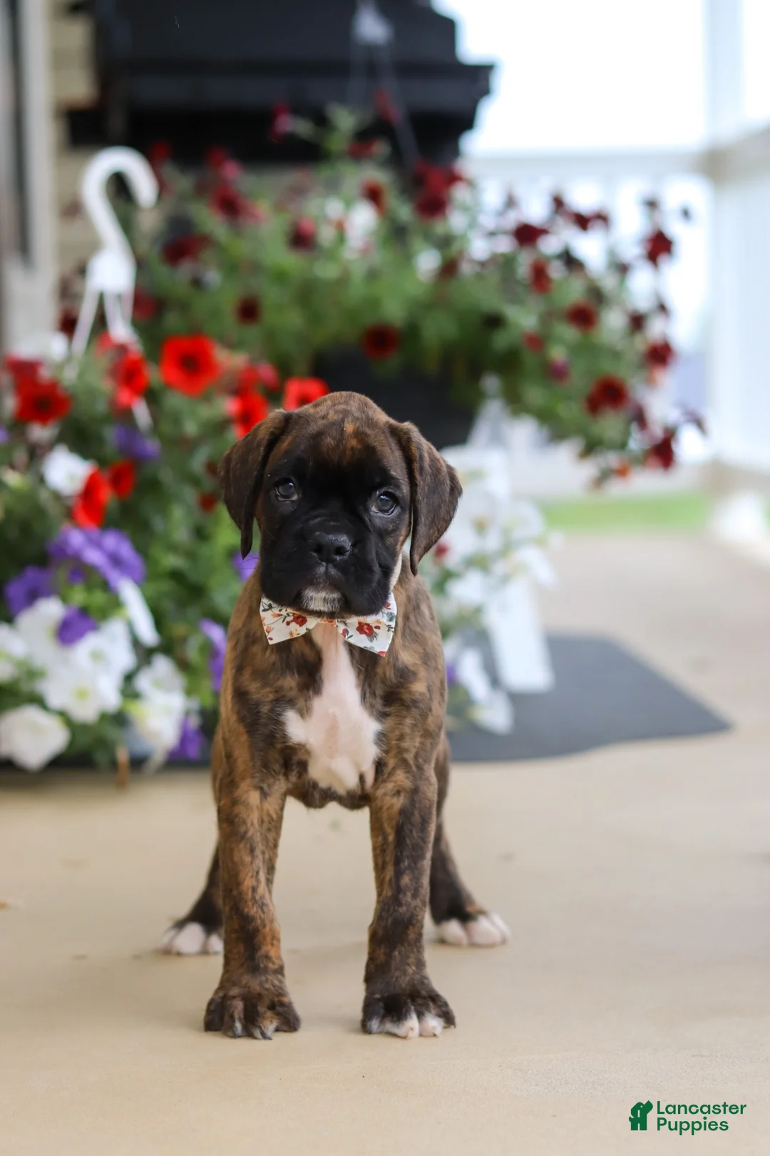 Boxer dogs for sale: Layla - Ad 2