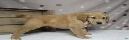 Golden Retriever dogs for sale: Brioche  - Ad 7