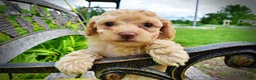 Havapoo dogs for sale: Ajax--SUMMER SALE!! $100 off listed price!!  - Ad 6