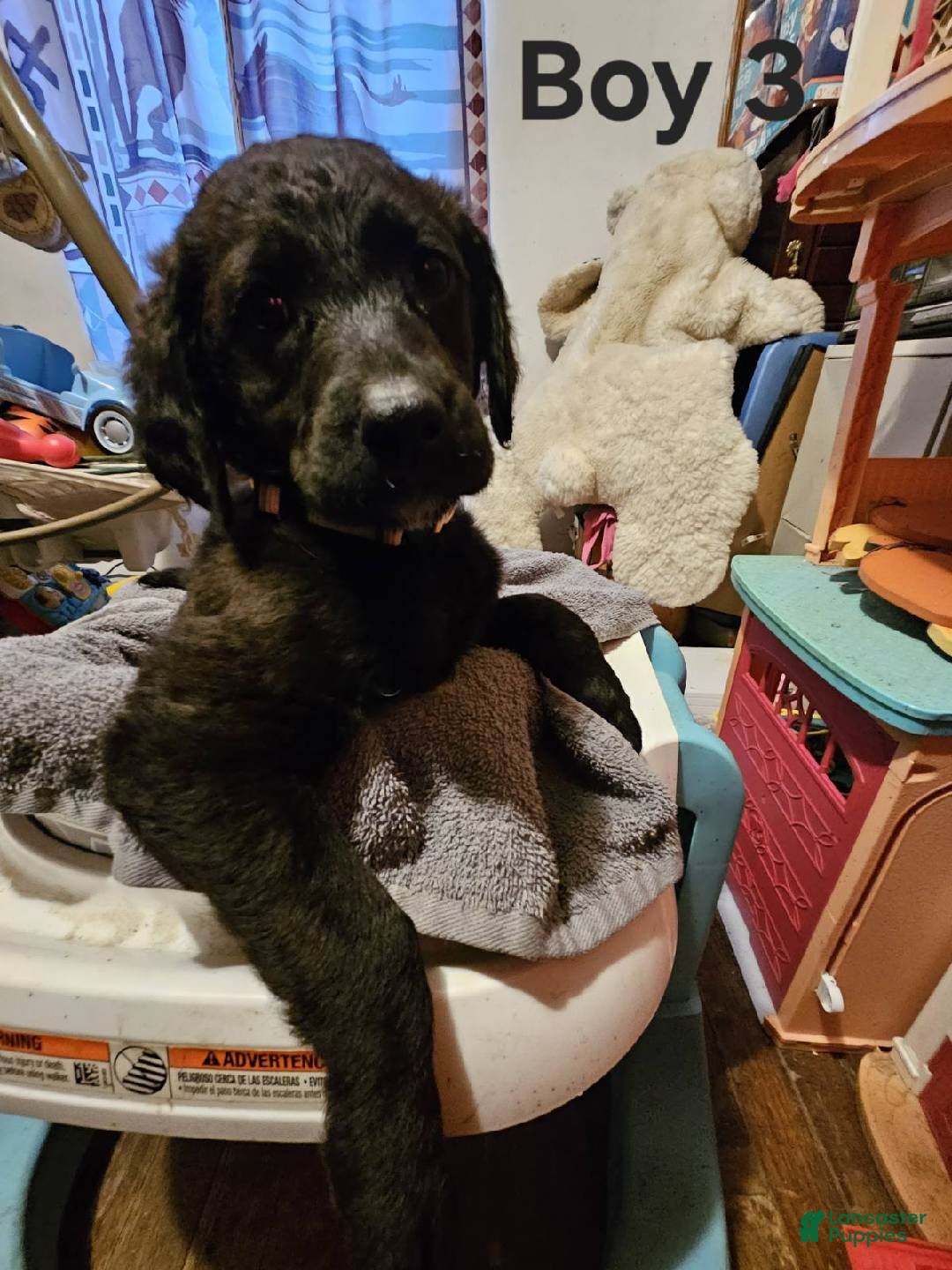 Mixed Breed dogs Boy #3 - Ad 22