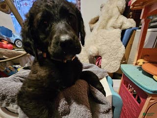 Mixed Breed dogs Boy #3 - Ad 5