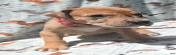 Great Dane dogs for sale: Great Dane - Hot Pink - Fawn Merle (Scooby Doo) - Ad 3