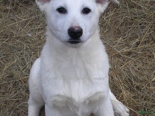 German Shepherd dogs Blizzard - Ad 26