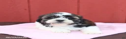 Malshi dogs for sale: Sweetie - Ad 5