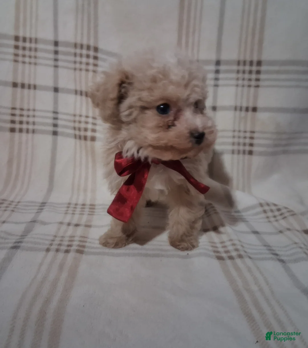 Miniature Poodle dogs for sale: Miniature Poodle Puppy 1 - Ad 2